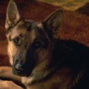 베일리 베일리 이미지