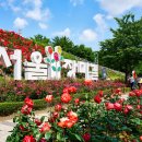 장미축제 이미지