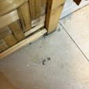 클럽300(394) | 세부 호핑투어 1등 해적호핑 내돈내산 솔직후기