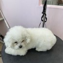 천사펫하우스 이미지