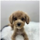 뽀그리독 이미지