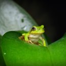 청개구리 이미지