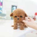 부산강아지분양 테디럽 명지본점 | 명지강아지분양 테디럽 온기가 더해진 순간