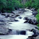 솔밭사이로 이미지