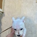 털찐친구들 이미지