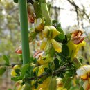 서명보효자각 이미지