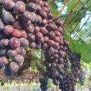 둔덕농장2 이미지