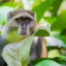 블루몽키(BLUE MONKEY) 이미지