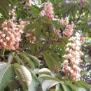 태조산 공원 이미지