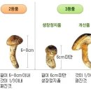 송이 이미지