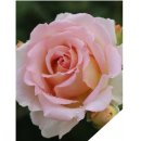 에버로즈 이미지