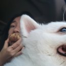 나요니핏 [경주 카페솔] 리얼 후기; 부산 근교의 반려견 동반에 늦게까지 열려있는 한옥 카페 완벽해