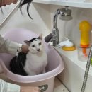 용인시동물보호센터 | 수원 고양이미용실 이쁘면다냥 목욕 고양이케어 추천이유