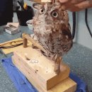 올빼미PC 이미지