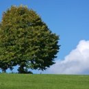 뿌리깊은 나무 이미지