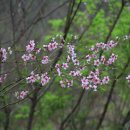 도화(桃花), 복숭아꽃 이미지