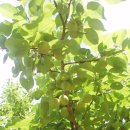 매실나무 (식물) [매화나무]와 매실의 효능 이미지