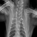 삼화 우수한 동물병원 이미지