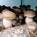 천고농장 이미지