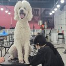 대림애견