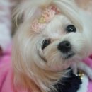 레이지 포 이미지