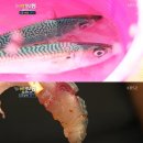 옵타티오 이미지