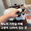 CAT | 하노이 기찻길 카페 추천｜고양이 10마리 있는 감성 카페 GOOD CAT RAILWAY 후기