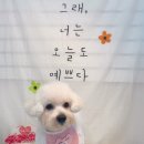 온리펫