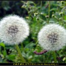 민들레홀씨 이미지