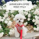 올림픽공원 들꽃마루 장미정원 애견동반 산책 후기