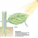 광합성[photosynthesis,光合成] 이미지