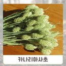 꽃씨플라워