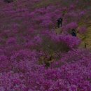 비슬산 참꽃문화제 | 대구 비슬산 참꽃문화제 2026 일정(4/18~19) · 라인업 · 불꽃쇼 시간 · 주차 · 버스 · 동선 정리
