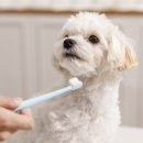 큰마음동물메디컬센터 이미지