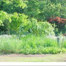 피톤치드 이미지