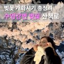 강변자전거길 2 | 수영강변 벚꽃 산책로 해운대 명소 개화시기 총정리