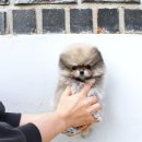 YOMIDOG | 🐶 믿음직한 yomidog 반포강아지분양 후기: 소중한 가족을 만나는 방법