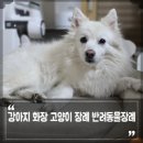 마음장묘 | 강아지 화장 고양이 장례 반려동물장례 허가된 동물장묘업체인지 확인 하는법