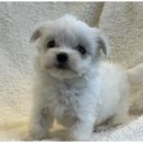 도그플레이스 이미지