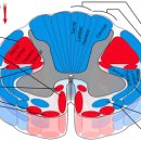 Spinal cord 이미지