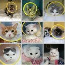 판교종합 동물병원 이미지