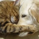 강아지와고양이 이미지