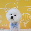 허니비 펫살롱 이미지