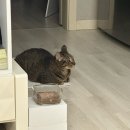 [다이어트일지] 23일차 일요일 일상은 늘 비슷하게 흘러가지 - 30대 직장인 결혼 전 다이어트 프로젝트...