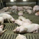 점수농장 이미지