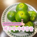 토지농장 | 서귀포직송 감귤추천 매년 주문해먹는 제주부자네농장 감귤