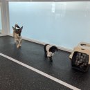 아름켄넬 이미지