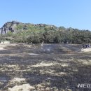 잔디불