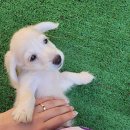 빙고 애견카페 | 여권없이 가는 일본여행 : 동두천 니지모리스튜디오 애견동반 기모노대여 후기