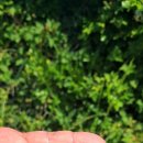 광령소낭 이미지